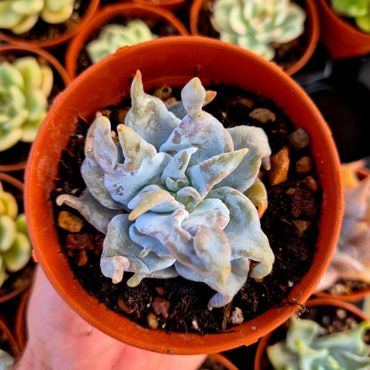 Echeveria « Queen Crown »