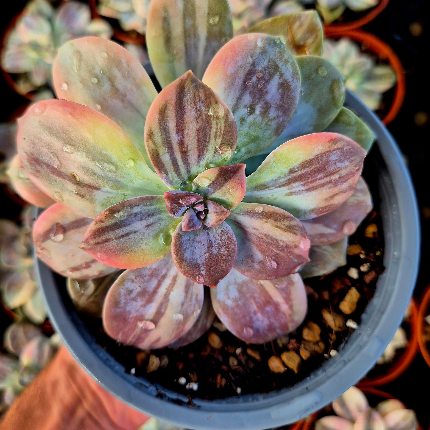 Graptopetalum superbum variegato