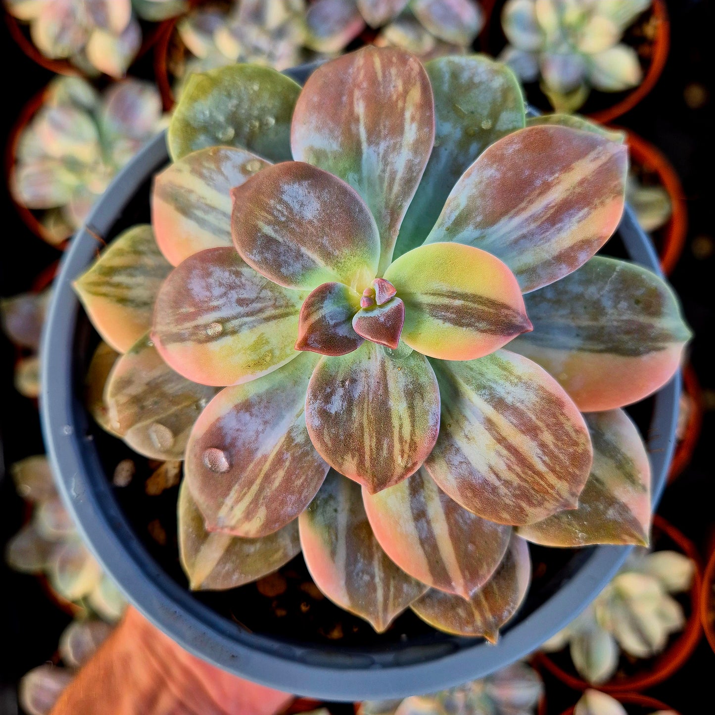 Graptopetalum superbum variegato