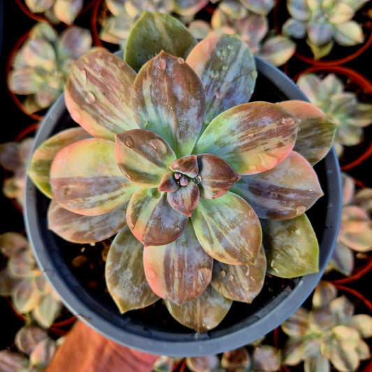 Graptopetalum superbem panaché