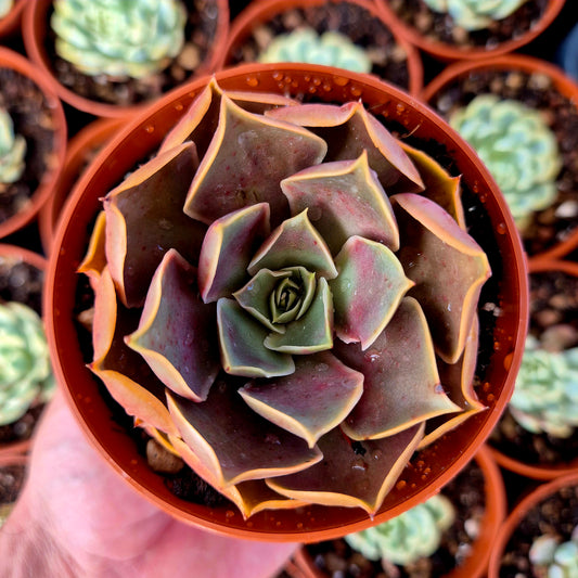 Verrues d'Echeveria « Red Light »