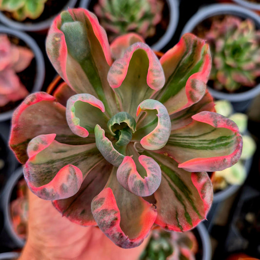 Echeveria "Beyonce" variegada