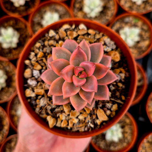 Graptopetalum 'Armands' panaché