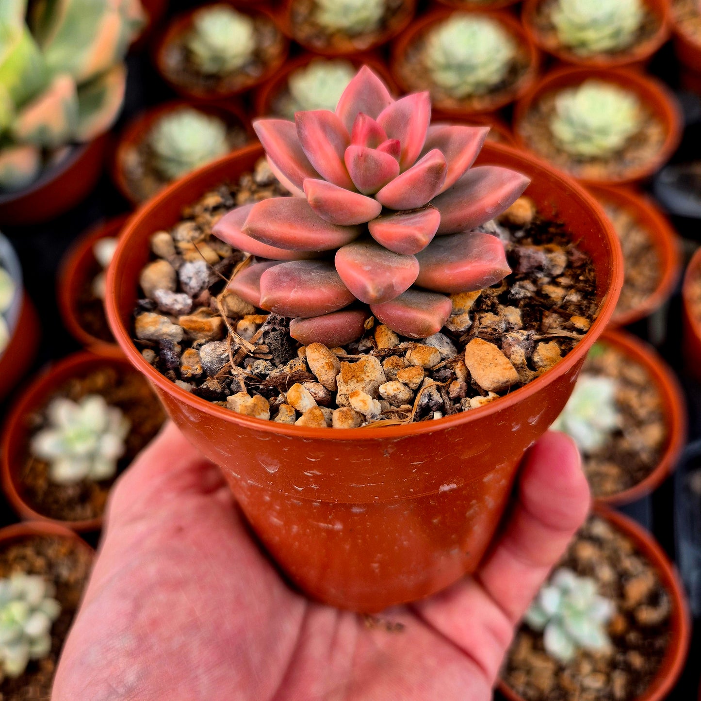 Graptopetalum "Armands" variegado