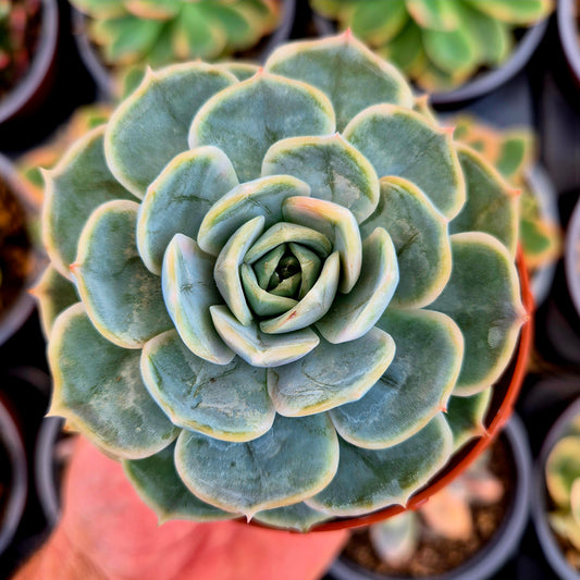 Echeveria "Blue Surprise" variegada