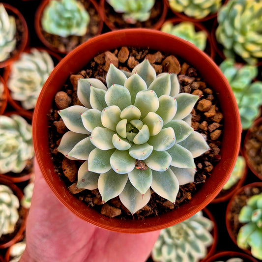 Echeveria "Daji" variegada