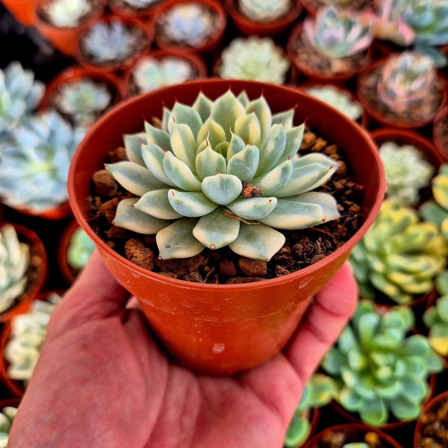 Echeveria "Daji" variegada