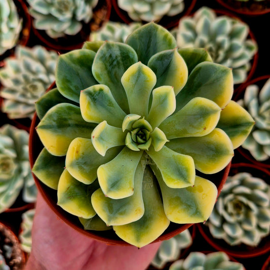 Echeveria "Bodhi Matcha" variegada