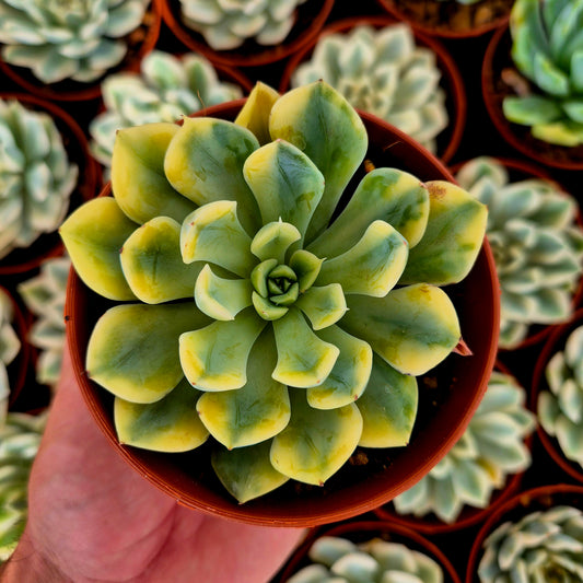 Echeveria "Bodhi Matcha" variegada