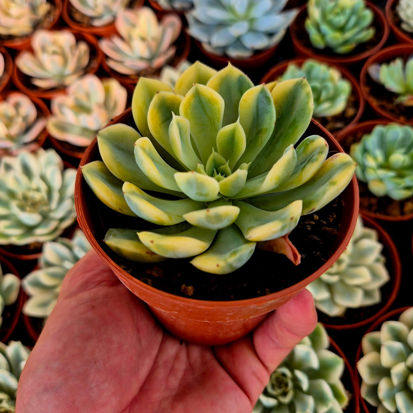 Echeveria « Bodhi Matcha » panaché