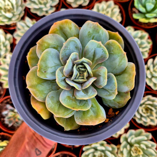 Verrues d'Echeveria « Blood Mood »