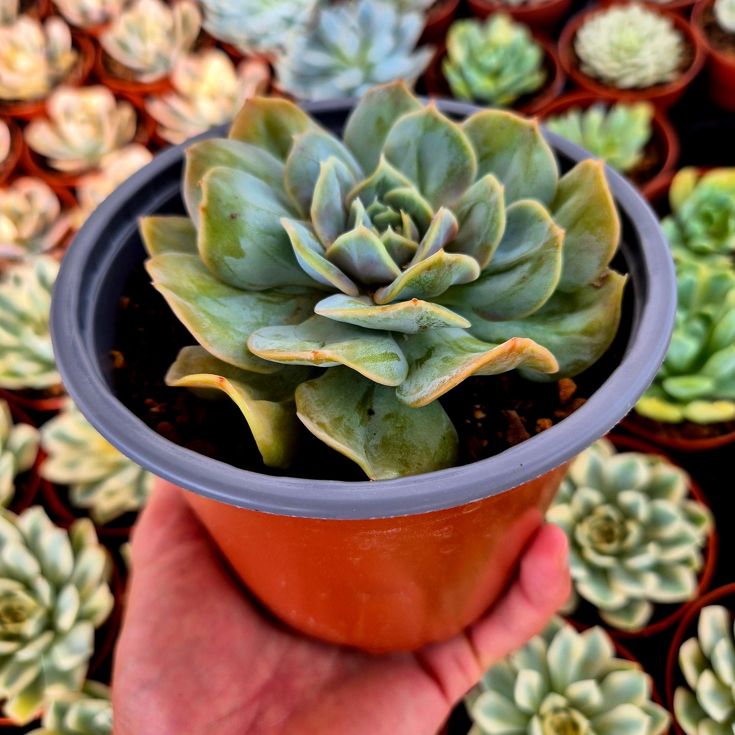 Verruche di Echeveria "Blood Mood"