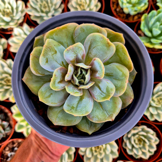 Verrues d'Echeveria « Blood Mood »