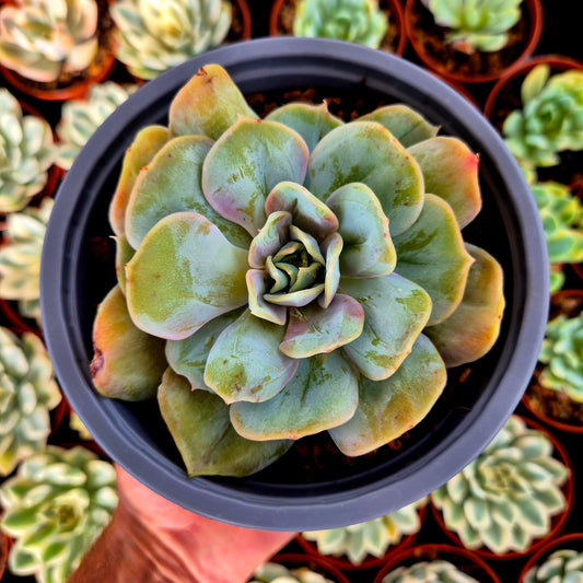 Verrues d'Echeveria « Blood Mood »