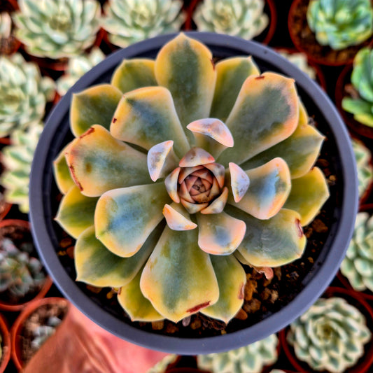 Echeveria « Tynie Burger » panaché