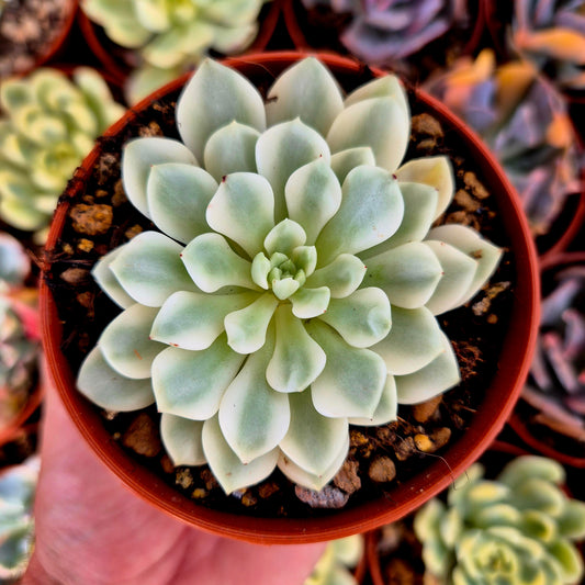 Sedeveria « White Ruby » panaché