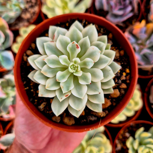 Sedeveria « White Ruby » panaché
