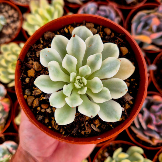 Sedeveria « White Ruby » panaché