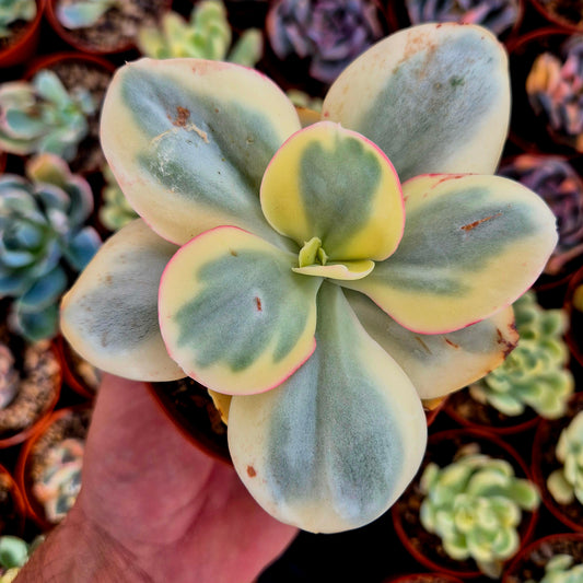 Echeveria « Suyon » panaché