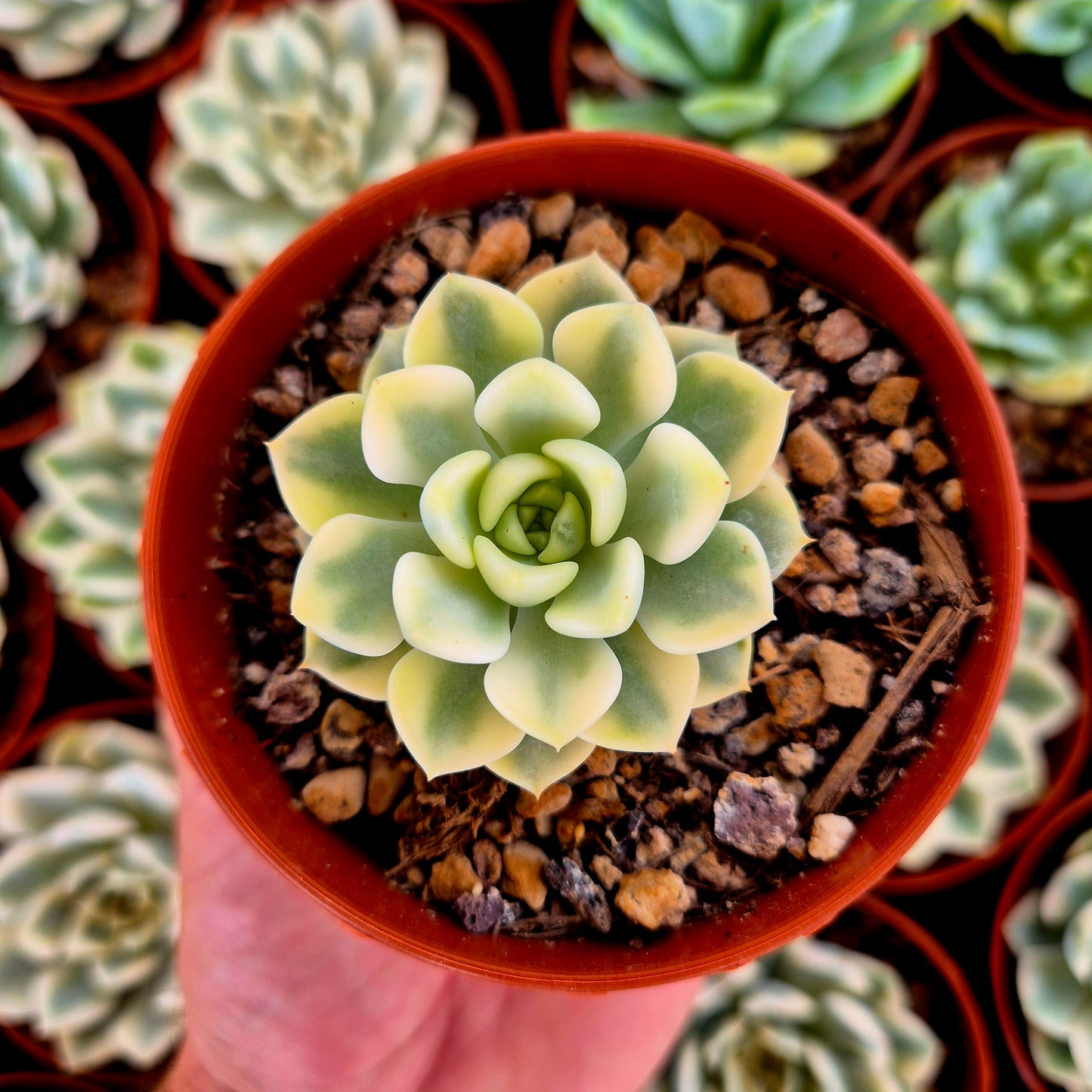 Graptoveria "Tinkerbell" variegada