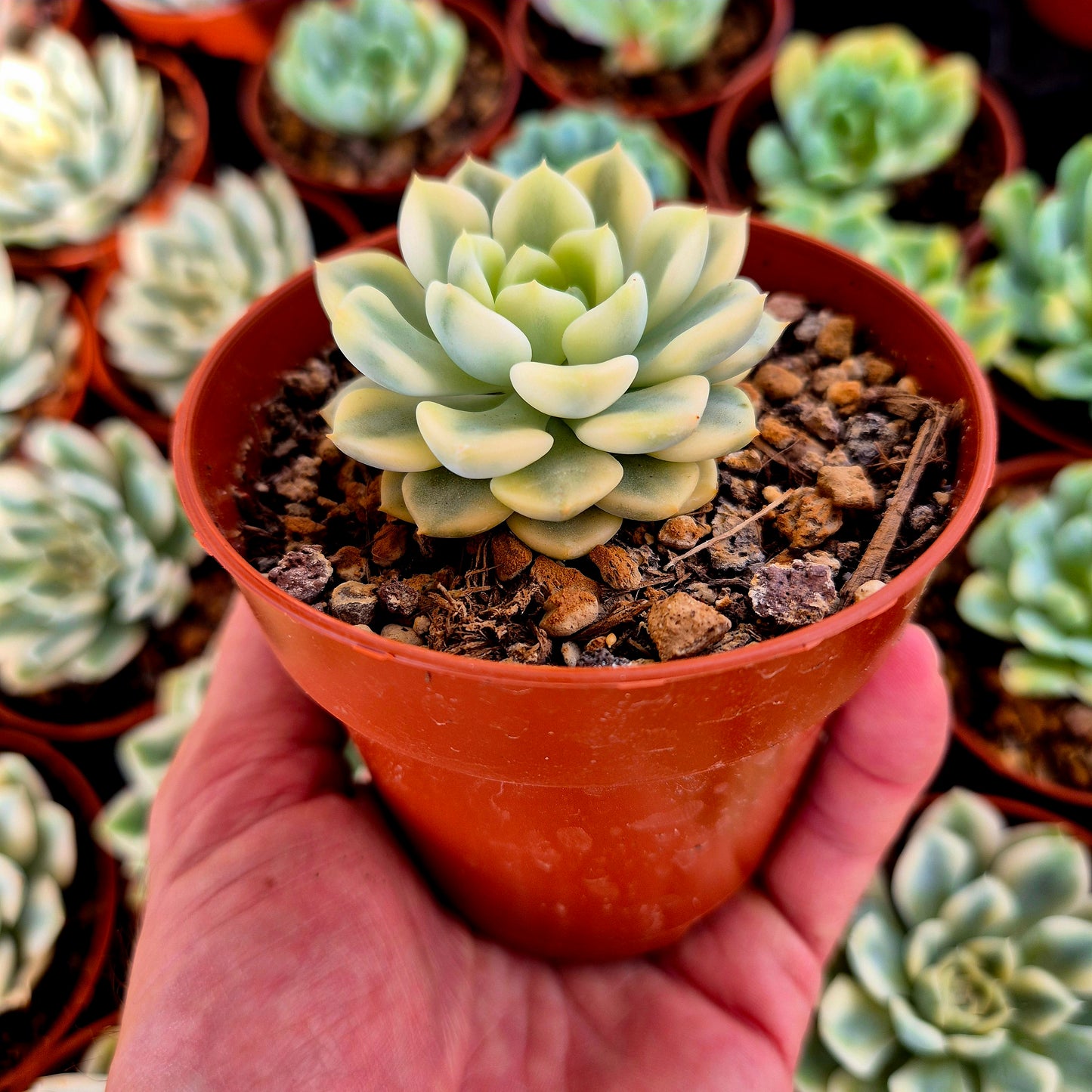Graptoveria "Tinkerbell" variegada
