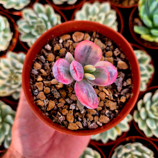 Cotyledon orbiculata var oophila variegado
