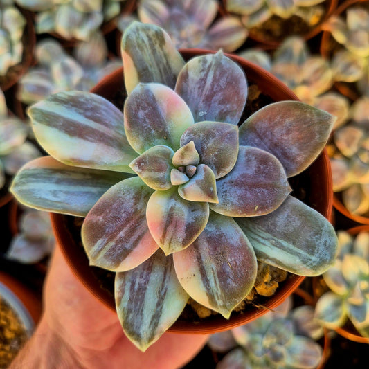 Graptopetalum superbem panaché