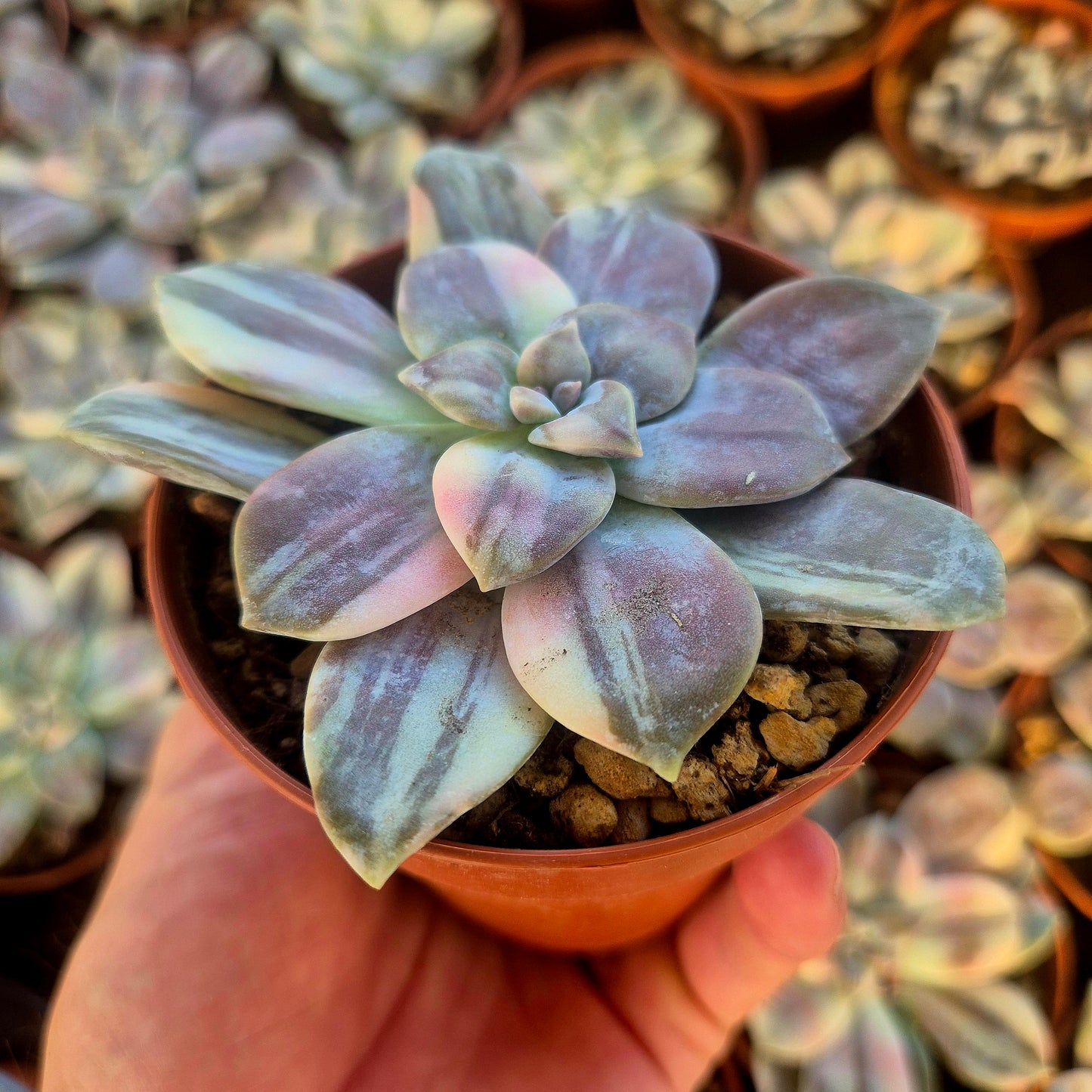 Graptopetalum superbum variegado