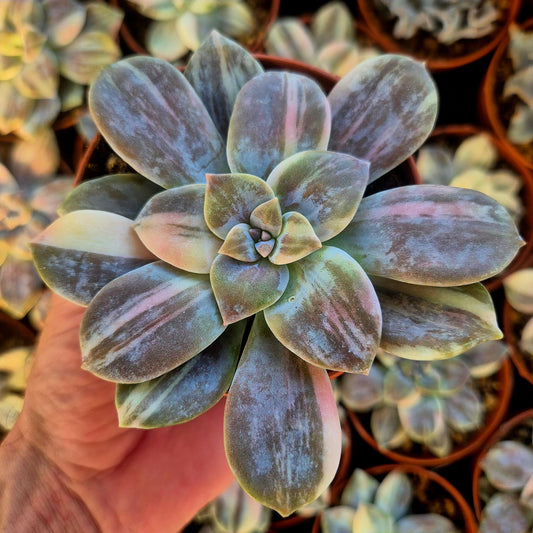 Graptopetalum superbem panaché