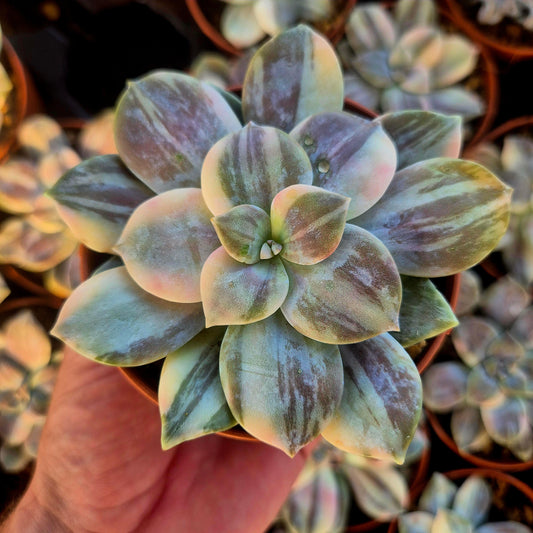 Graptopetalum superbem panaché