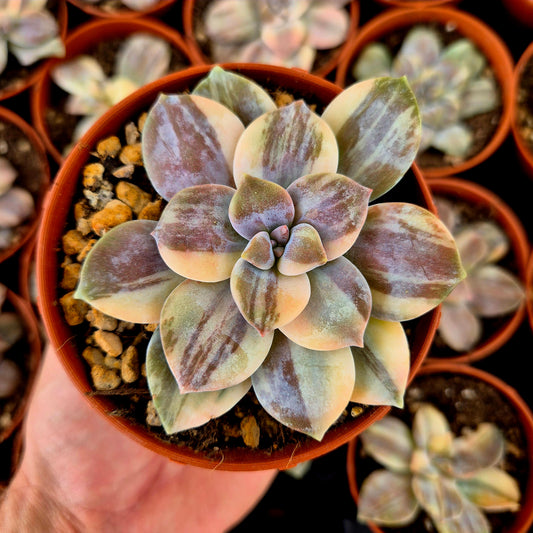Graptopetalum superbem panaché