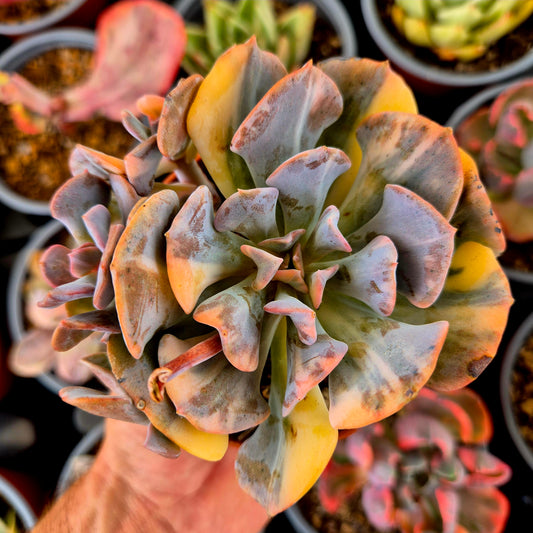 Echeveria "Cubic Frost" panaché