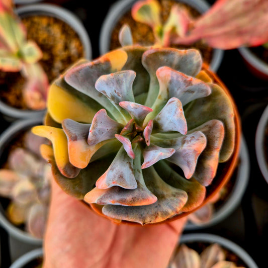 Echeveria "Cubic Frost" panaché