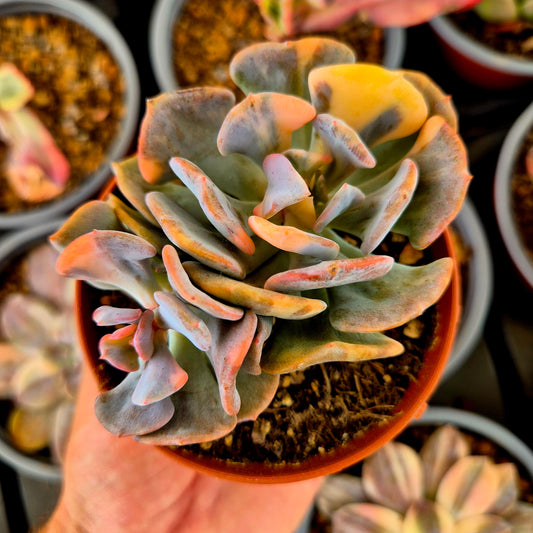 Echeveria "Cubic Frost" panaché
