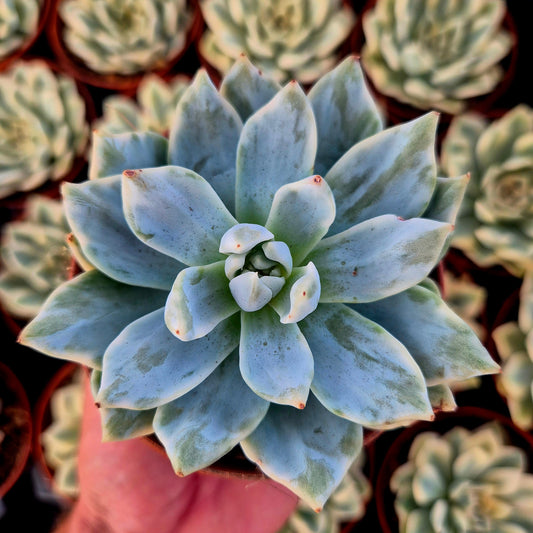 Echeveria « Blue Bird » panaché
