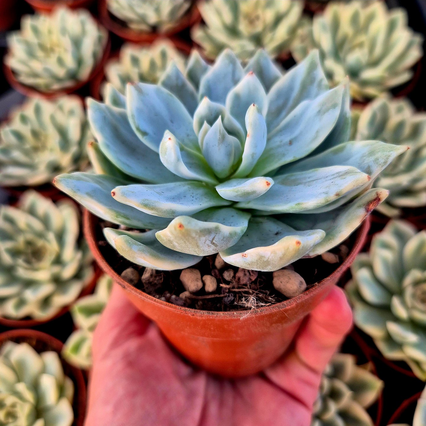 Echeveria "Blue Bird" variegada