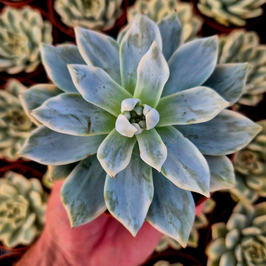 Echeveria « Blue Bird » panaché