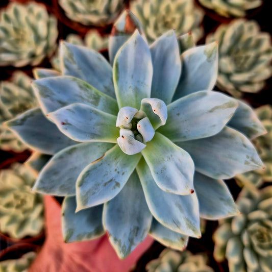Echeveria « Blue Bird » panaché