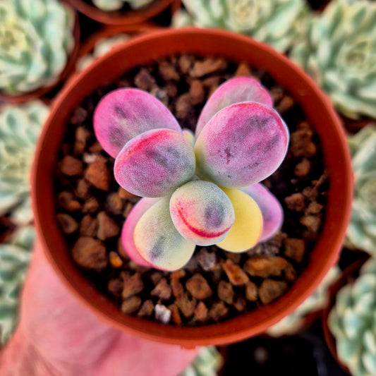Cotyledon orbiculata var oophila panaché