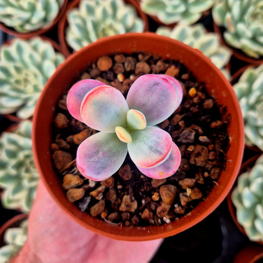 Cotyledon orbiculata var oophila panaché