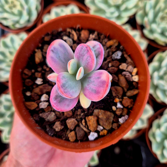 Cotyledon orbiculata var oophila panaché