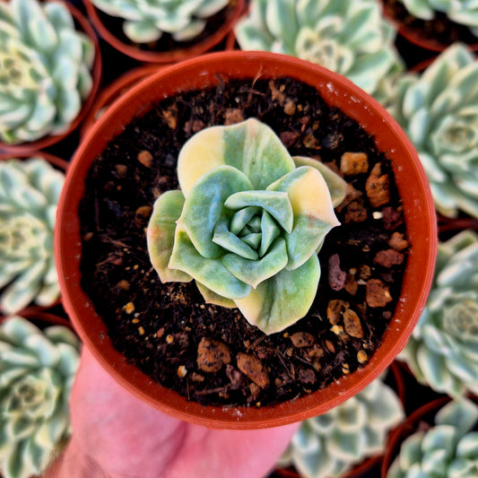 Graptoveria « Lovely Rose » panachée