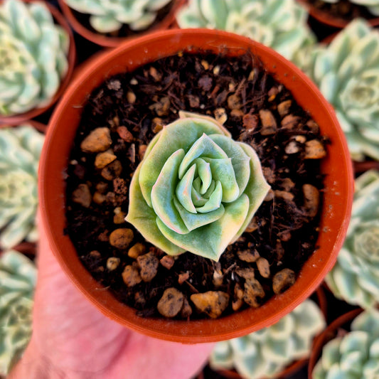 Graptoveria « Lovely Rose » panachée