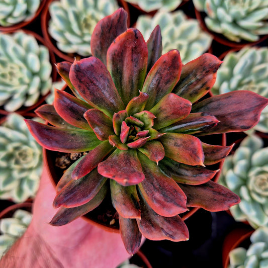 Echeveria « Red Prince » panaché
