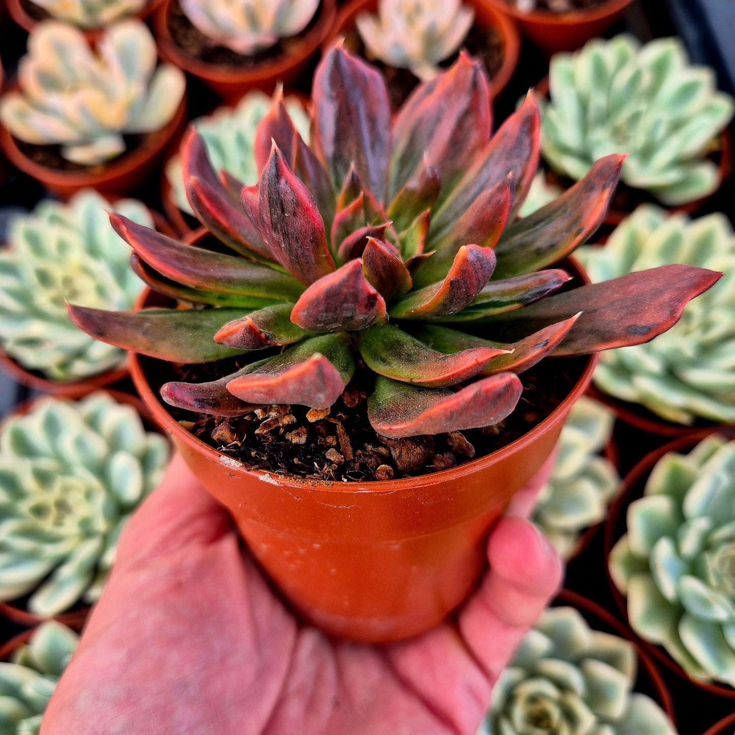 Echeveria « Red Prince » panaché