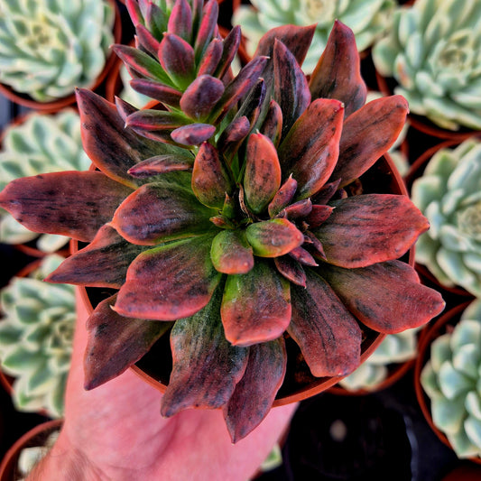 Echeveria « Red Prince » panaché