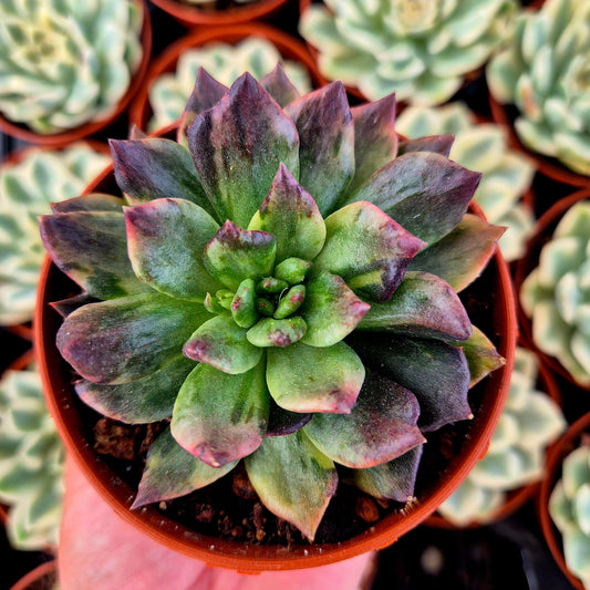 Echeveria "Army Prince" variegada