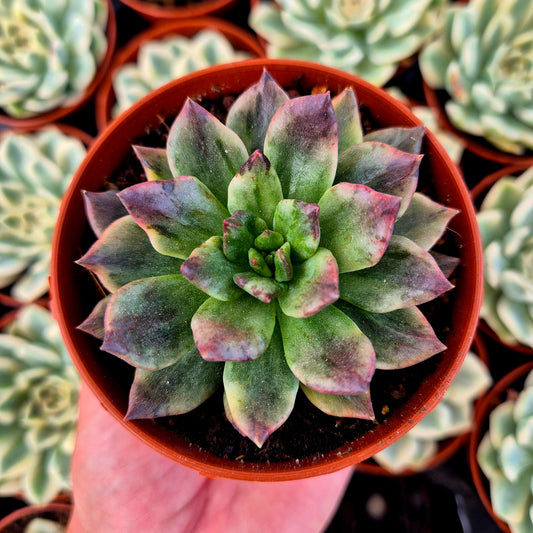 Echeveria "Army Prince" variegada
