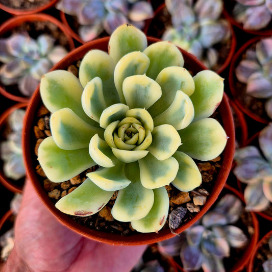 Echeveria "Strawberry Ice Cream" variegada