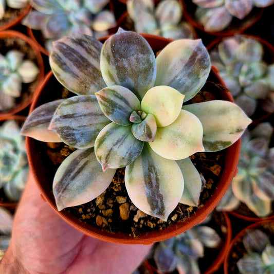 Graptopetalum superbum variegado